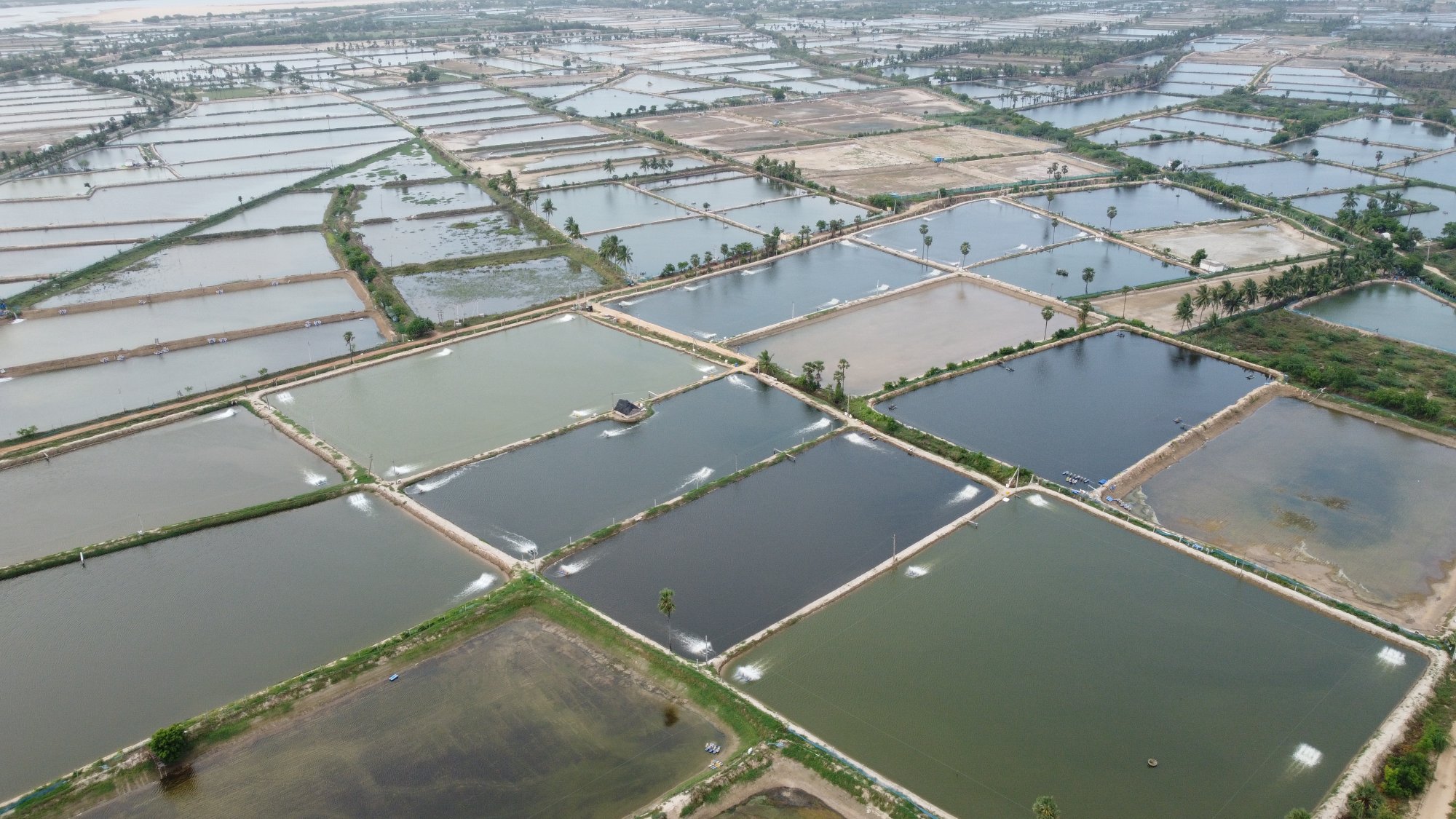 Aerial view of an Abad Overseas proscessing facility